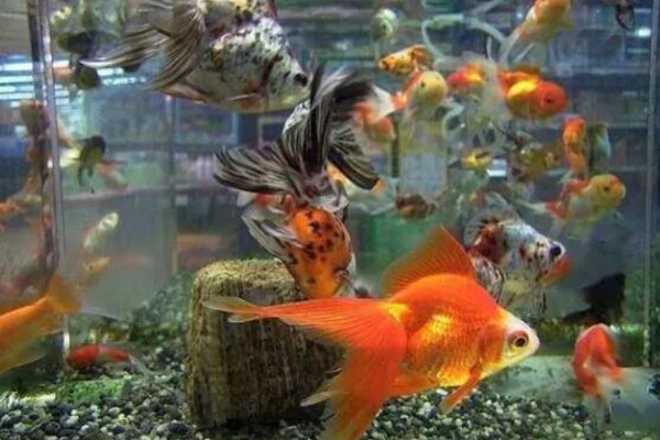 金鱼水温低了会不会死，水温太低时是会死亡的