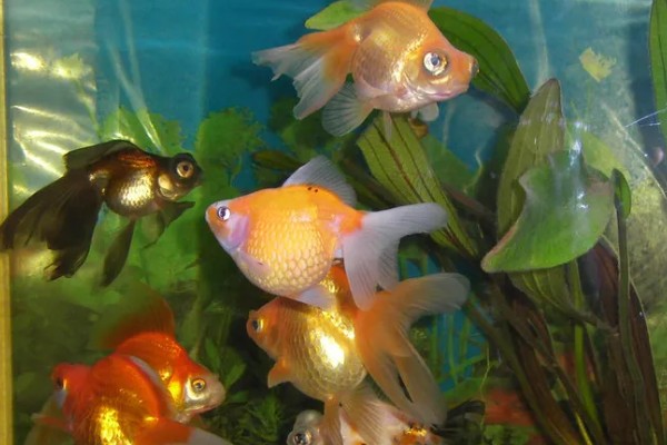 金鱼水温低了会不会死，水温太低时是会死亡的