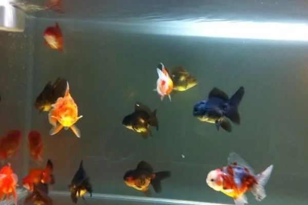 金鱼水温低了会不会死，水温太低时是会死亡的