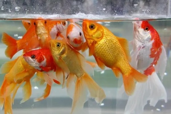 金鱼水温低了会不会死，水温太低时是会死亡的