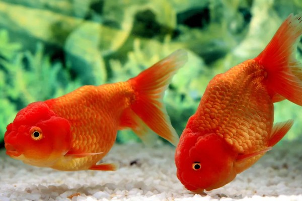 金鱼水温低了会不会死，水温太低时是会死亡的