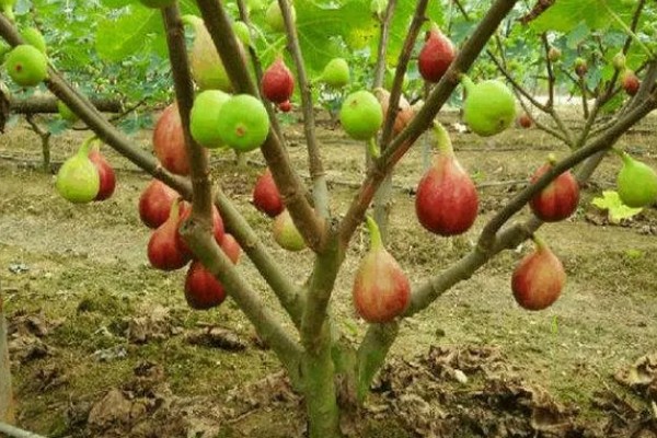 无花果是喜阴还是喜阳,无花果喜阳