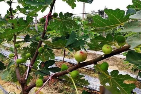 无花果是喜阴还是喜阳,无花果喜阳