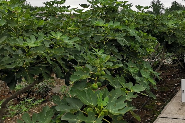 无花果是喜阴还是喜阳,无花果喜阳