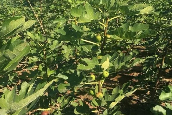 无花果是喜阴还是喜阳,无花果喜阳