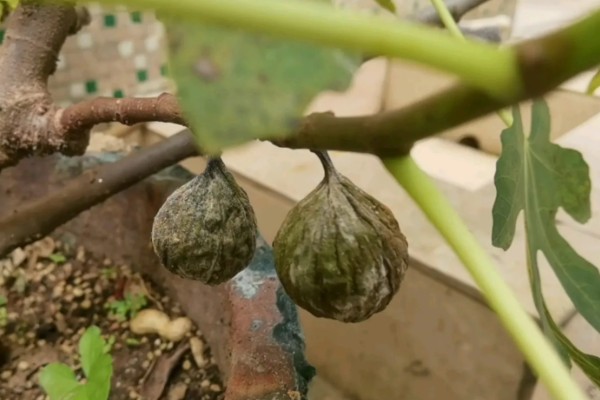 无花果是喜阴还是喜阳,无花果喜阳