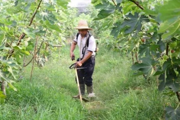无花果是喜阴还是喜阳,无花果喜阳