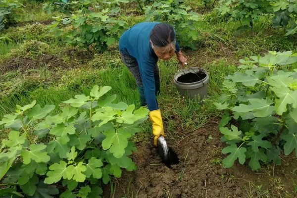 无花果是喜阴还是喜阳,无花果喜阳