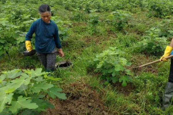 无花果是喜阴还是喜阳,无花果喜阳