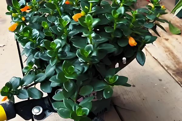 金鱼吊兰受冻如何处理，修剪后再喷施多菌灵