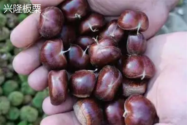 板栗有什么品种，迁西板栗、锥栗板栗等品种的知名度较高