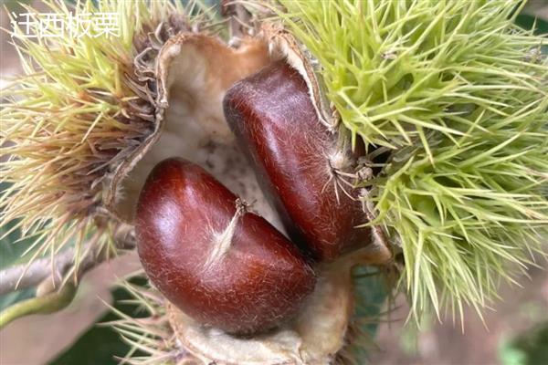 板栗有什么品种，迁西板栗、锥栗板栗等品种的知名度较高