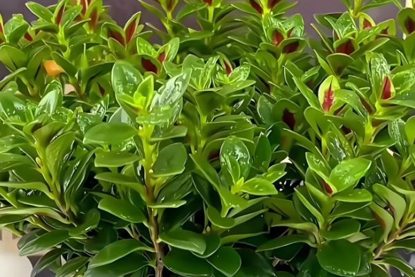 金鱼吊兰受冻如何处理，修剪后再喷施多菌灵