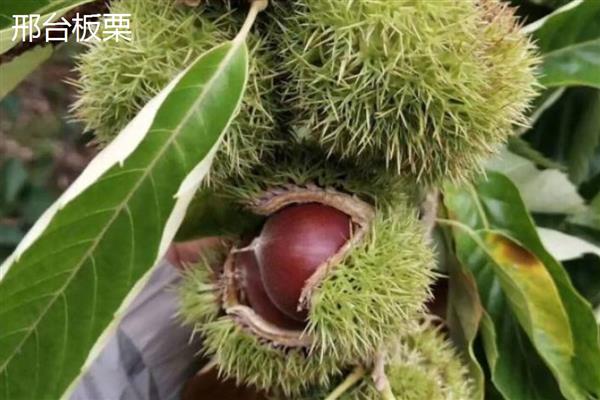 板栗有什么品种，迁西板栗、锥栗板栗等品种的知名度较高