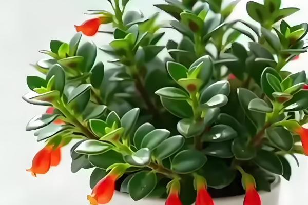 金鱼吊兰受冻如何处理，修剪后再喷施多菌灵