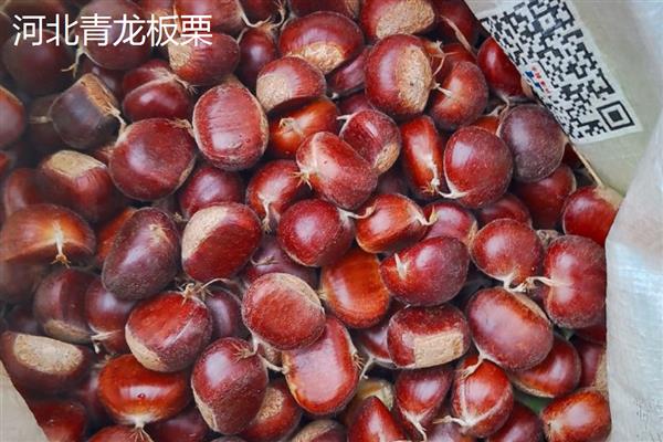 板栗有什么品种，迁西板栗、锥栗板栗等品种的知名度较高