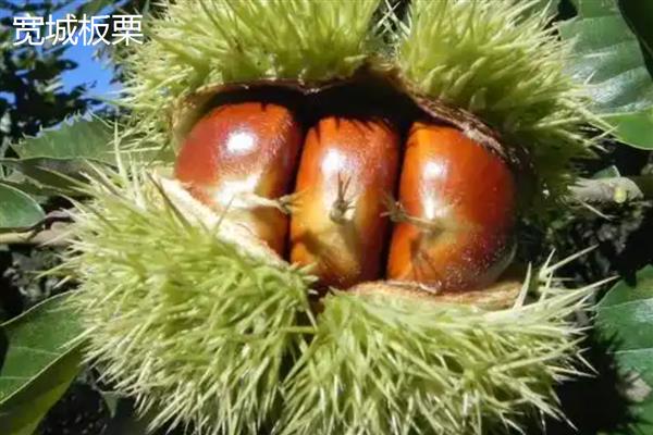 板栗有什么品种，迁西板栗、锥栗板栗等品种的知名度较高