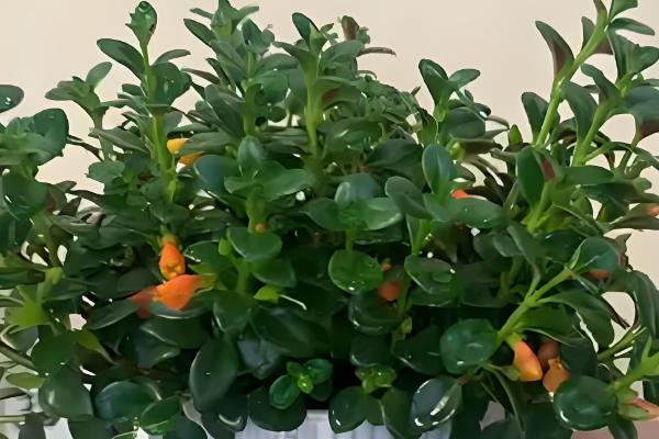 金鱼吊兰受冻如何处理，修剪后再喷施多菌灵