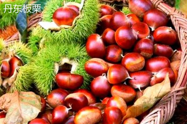 板栗有什么品种，迁西板栗、锥栗板栗等品种的知名度较高