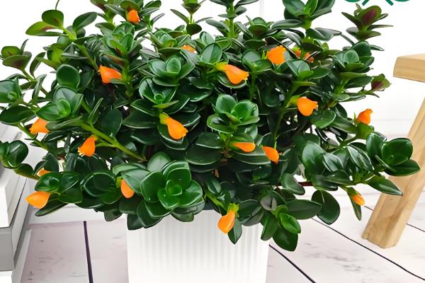 金鱼吊兰受冻如何处理，修剪后再喷施多菌灵