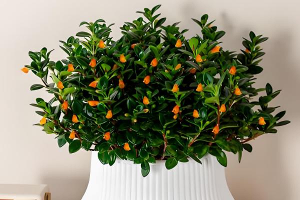 金鱼吊兰受冻如何处理，修剪后再喷施多菌灵