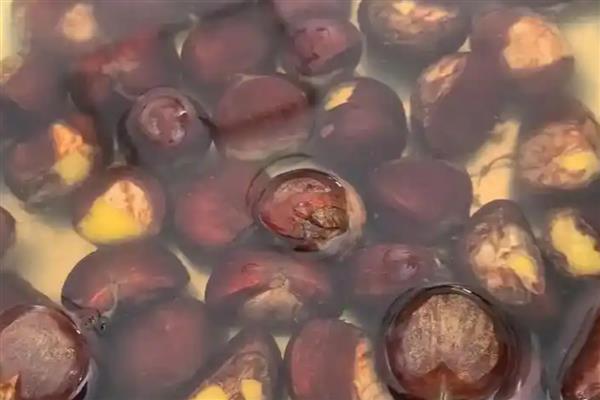 板栗有什么品种，迁西板栗、锥栗板栗等品种的知名度较高