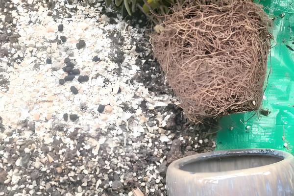 金鱼吊兰受冻如何处理，修剪后再喷施多菌灵