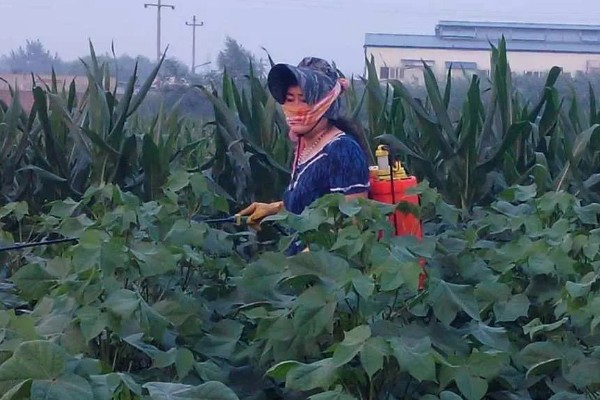 棉田中覆盖麦草的注意事项，麦草要用铡草机铡碎