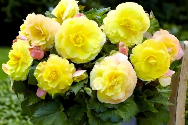 球根海棠的度夏方法，每隔2-3天浇一次水