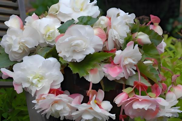 球根海棠的度夏方法，每隔2-3天浇一次水