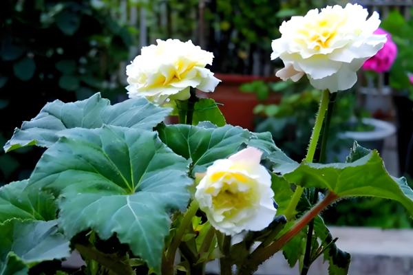 球根海棠的度夏方法，每隔2-3天浇一次水