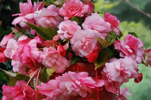 球根海棠的度夏方法，每隔2-3天浇一次水