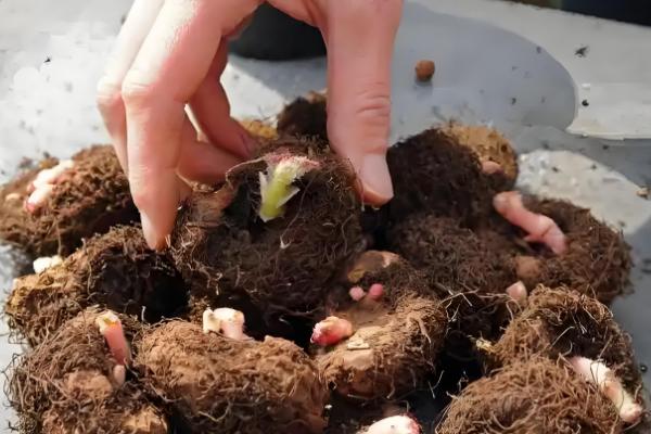 球根海棠的度夏方法，每隔2-3天浇一次水