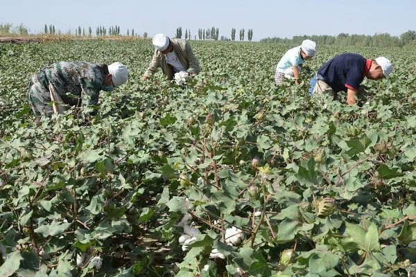 棉田中覆盖麦草的注意事项，麦草要用铡草机铡碎
