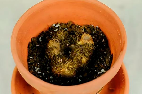 球根海棠的度夏方法，每隔2-3天浇一次水