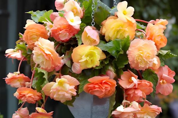 球根海棠的度夏方法，每隔2-3天浇一次水