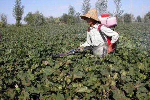 棉田中覆盖麦草的注意事项，麦草要用铡草机铡碎