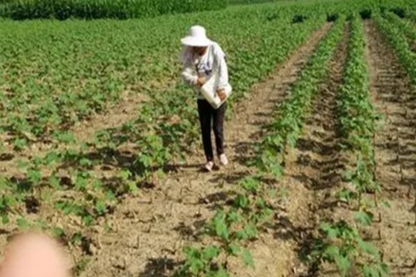 棉田中覆盖麦草的注意事项，麦草要用铡草机铡碎