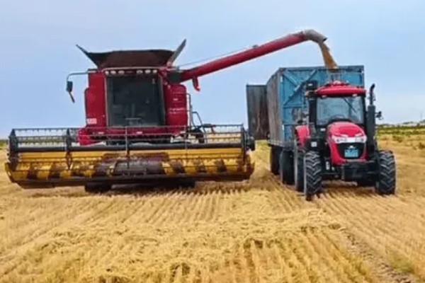 棉田中覆盖麦草的注意事项，麦草要用铡草机铡碎