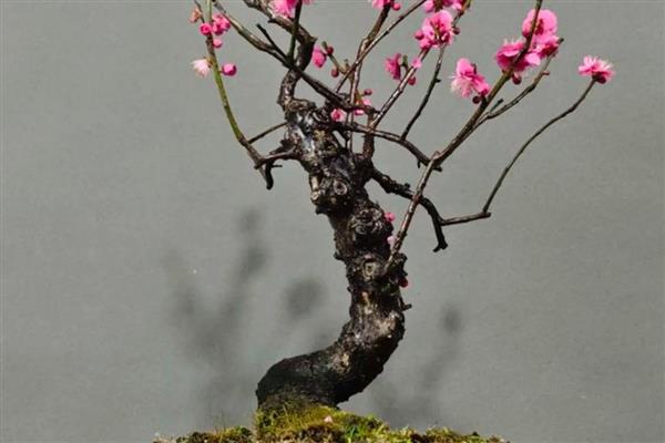 梅花的施肥方法，花后要施基肥