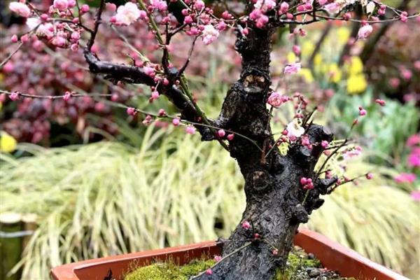 梅花的施肥方法，花后要施基肥