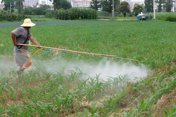 夏玉米苗后除草剂使用方式，一般在玉米3-5叶期用药