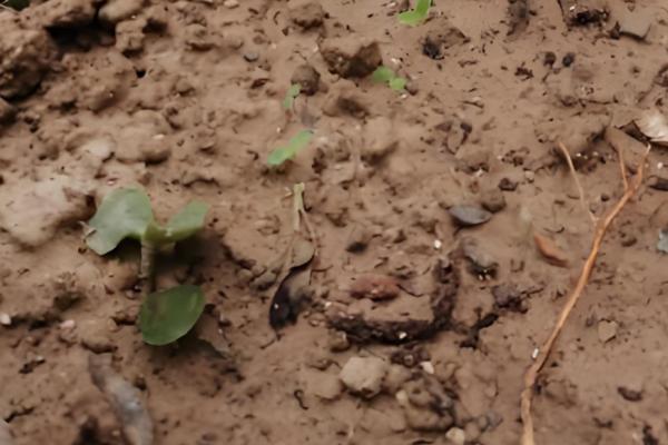 荆芥的种植技术,在每年的春秋季节进行