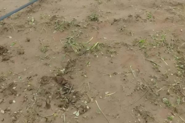 荆芥的种植技术,在每年的春秋季节进行