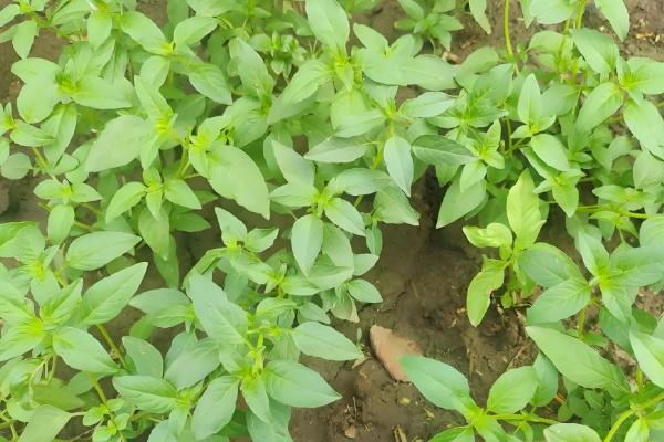 荆芥的种植技术,在每年的春秋季节进行