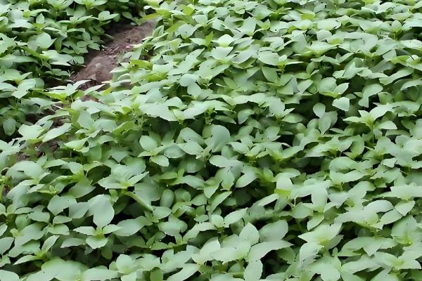 荆芥的种植技术,在每年的春秋季节进行