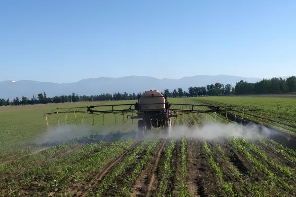 夏玉米苗后除草剂使用方式，一般在玉米3-5叶期用药