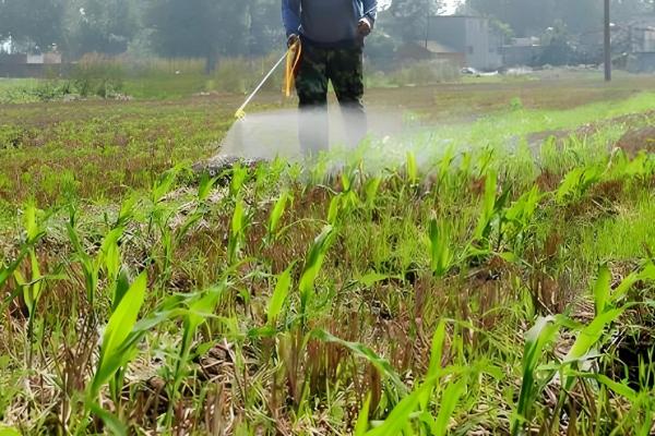 夏玉米苗后除草剂使用方式，一般在玉米3-5叶期用药