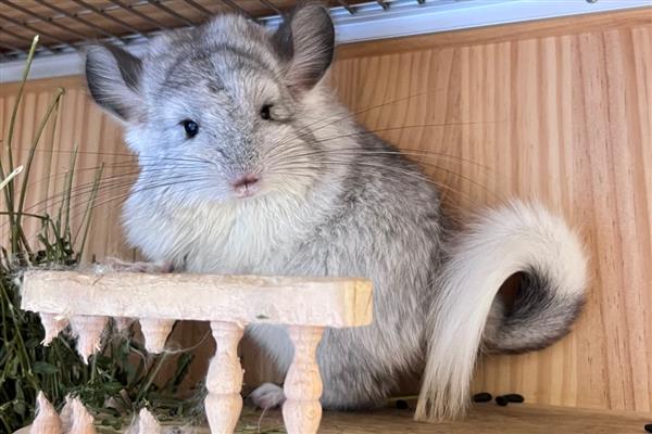 让龙猫的毛发保持光泽度的方法，饲喂葵花籽可改善毛发粗糙的问题