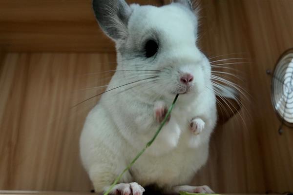 让龙猫的毛发保持光泽度的方法，饲喂葵花籽可改善毛发粗糙的问题